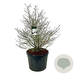 Magnolia stellata 125-150 cm cont. 130L solitair