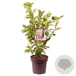 Magnolia 'Susan' 60-80 cm 10L