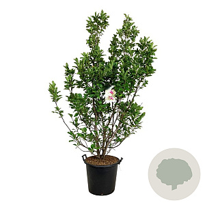 Magnolia 'Susan' 170-200 cm cont. 55L extra