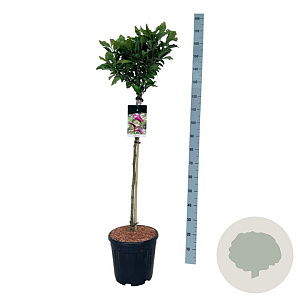 Magnolia 'Susan' 90 cm stam 15L