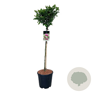 Magnolia 'Susan' 90 cm stam 15L
