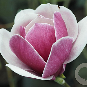 Magnolia 'Venus' 225-250 cm cont. 90L Pir. op stam extra