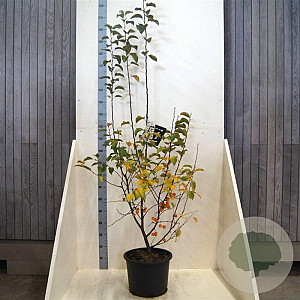 Malus 'Evereste' 125-150 cm 20L meerstammig