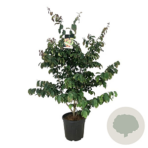 Parrotia persica 100-125 cm 30L extra