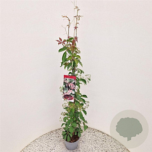 Parthenocissus henryana 70-80 cm 2,5L