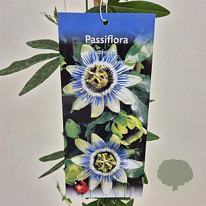 Passiflora caerulea 70-75 cm 2,5L
