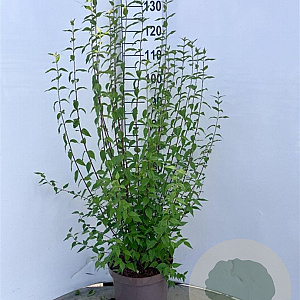 Philadelphus 'Lemoinei' 80-100 cm 10L