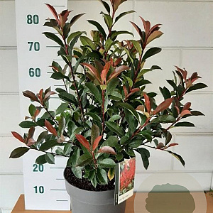 Photinia fraseri Carré Rouge 60-80 cm 10L
