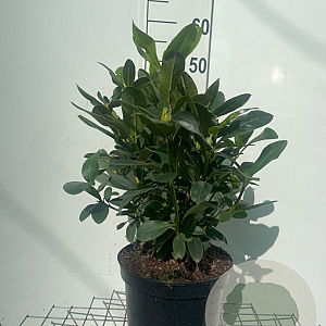 Rhododendron 'Cunningham's White' 50-60 cm 7,5L