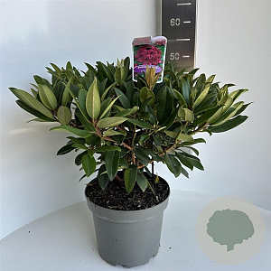 Rhododendron 'Marie Forte' 40-50 cm 5,0L