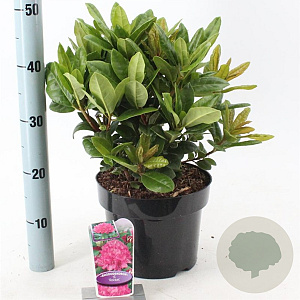 Rhododendron 'Rocket' 30-40 cm 5,0L