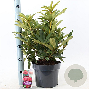 Rhododendron 'Wilgen's Ruby' 30-40 cm 5,0L