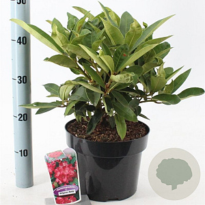 Rhododendron 'Wilgen's Ruby' 30-40 cm 5,0L
