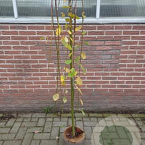 Salix caprea 'Kilmarnock' 120 cm stam 5,0L