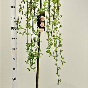 Salix caprea 'Kilmarnock' 120 cm stam 5,0L