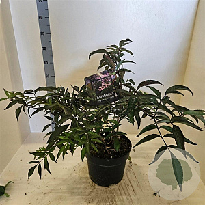 Sambucus nigra Black Beauty 60-80 cm 10L