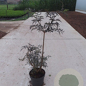 Sambucus nigra Black Lace 60-80 cm 10L