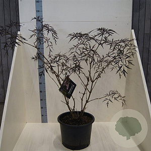 Sambucus nigra Black Lace 80-100 cm 20L