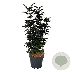 Sambucus nigra Black Tower 80-100 cm 15L