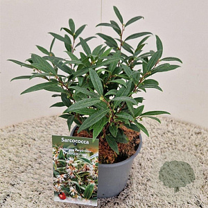 Sarcococca h. Purple Gem 25-30 cm 2,5L
