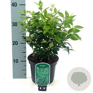 Sarcococca ruscifolia 20-25 cm 2,0L