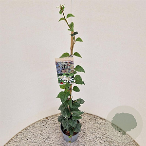 Schizophragma hydrangeoides 70-80 cm 2,5L