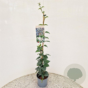 Schizophragma hydrangeoides 70-80 cm 2,5L