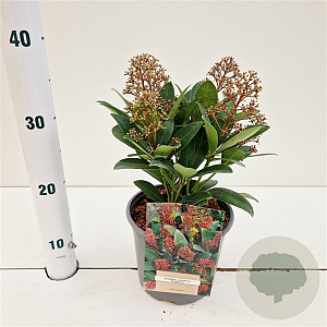 Skimmia j. 'Rubella' 20-25 cm 2,0L