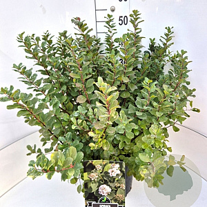 Spiraea betulifolia 'Tor' 40-60 cm 10L