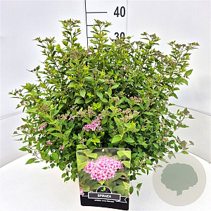 Spiraea jap. 'Little Princess' 40-45 cm 10L