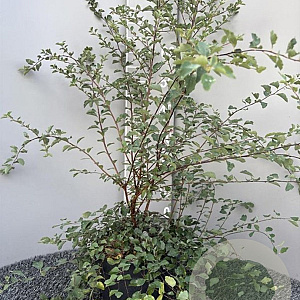 Spiraea vanhouttei 80-100 cm 5,0L