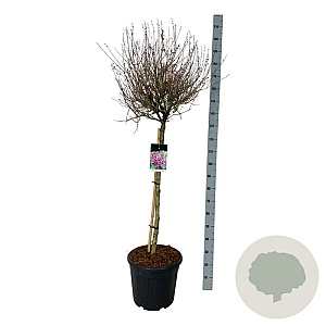 Syringa Bloomerang Dark Purple 90 cm stam 30L