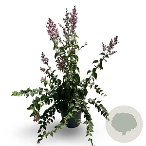 Syringa microphylla 'Superba' 100-125 cm 12L