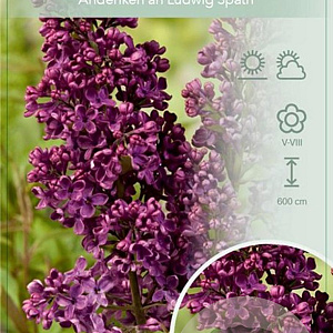 Syringa v. 'And. an Ludwig Späth' 60-80 cm 7,5L