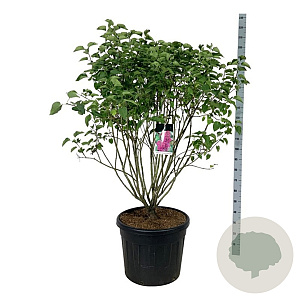 Syringa v. 'And. an Ludwig Späth' 125-150 cm cont. 90L extra