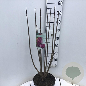 Syringa v. 'Charles Joly' 60-80 cm 7,5L