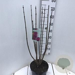 Syringa v. 'Charles Joly' 60-80 cm 7,5L