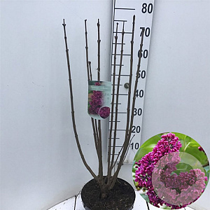 Syringa v. 'Charles Joly' 60-80 cm 7,5L