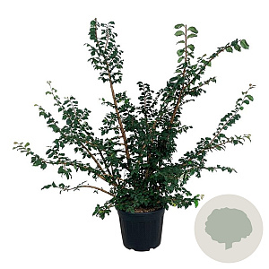 Ulmus minor suberosa 125-150 cm 30L extra