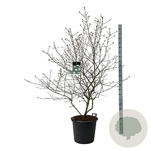 Viburnum burkwoodii 150-175 cm cont. 55L extra