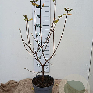 Viburnum burkw. 'Anne Russell' 50-60 cm 5,0L