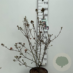 Viburnum burkw. 'Anne Russell' 60-80 cm 10L
