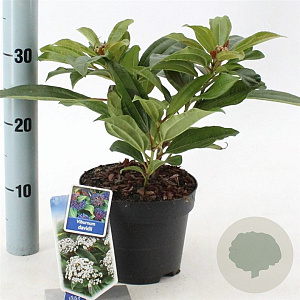 Viburnum davidii 20-25 cm 2,0L