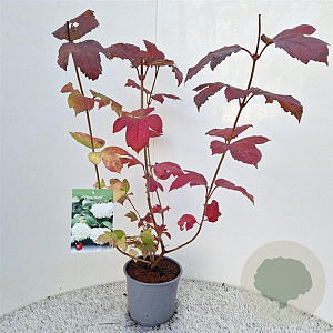 Viburnum opulus 'Roseum' 60-70 cm 3,0L