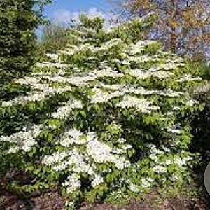 Viburnum plic. 'Mariesii' 60-80 cm 10L