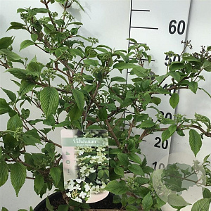 Viburnum plic. 'Mariesii' 60-80 cm 12L