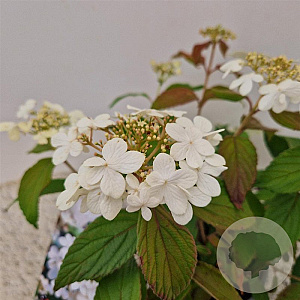 Viburnum plic. 'Watanabe' 30-35 cm 2,5L