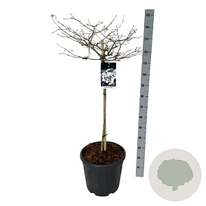 Viburnum plic. 'Watanabe' 90 cm stam 30L