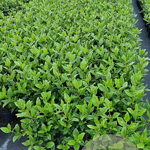 Viburnum tin. 'Eve Price' 25-30 cm 3,0L