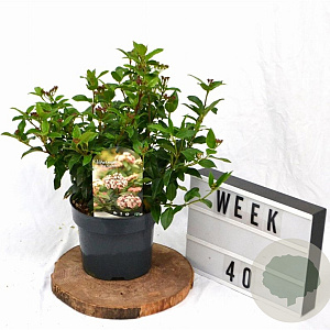 Viburnum tin. 'Eve Price' 30-40 cm 3,0L